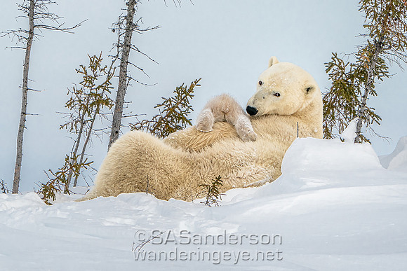 Second Polar Bear Family, Mom and 2 Cubs