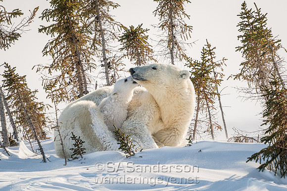 Third Polar Bear Family, Mom and 1 Cub
