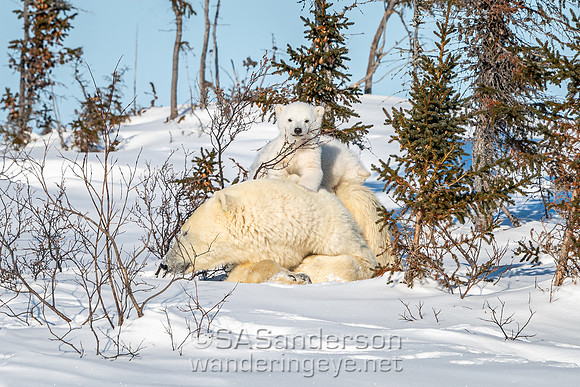First Polar Bear Family, Mom + 2 Cubs