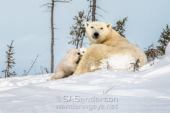 Second Polar Bear Family, Mom and 2 Cubs