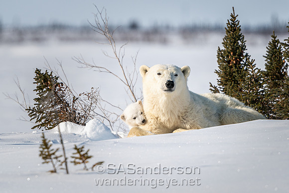 First Polar Bear Family, Mom + 2 Cubs