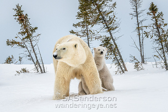 Second Polar Bear Family, Mom and 2 Cubs