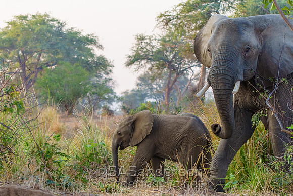 Mother & Baby Elephant