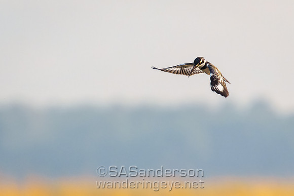 Pied Kingfisher