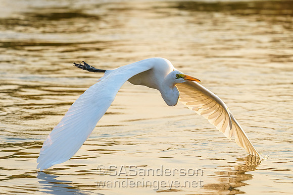 Great Egret