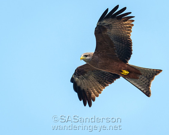 Yellow-billed Kite
