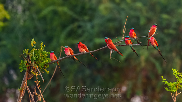 Carmine Bee-eaters
