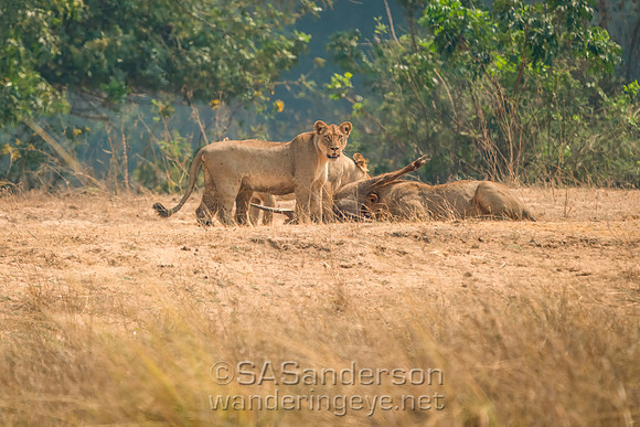 Lions on a Kill