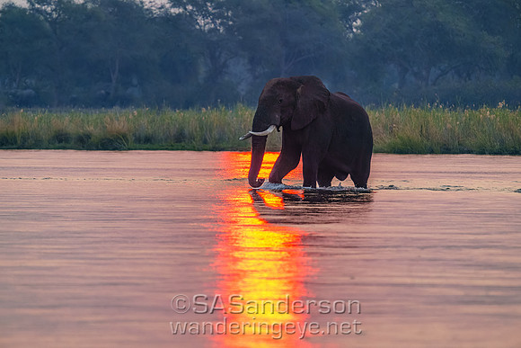 Elephant at Sunset