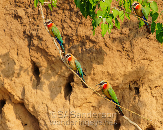 White-fronted Bee-eaters