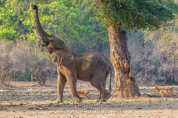 Elephant Reaching