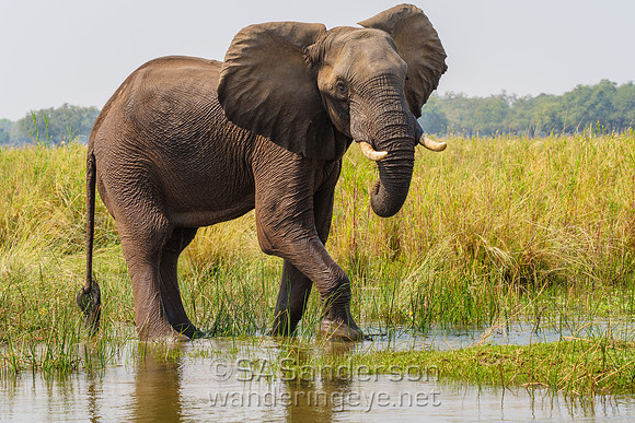 Elephant Wading