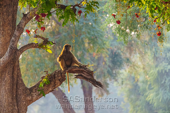 Baboon Relaxing on Sausage Tree
