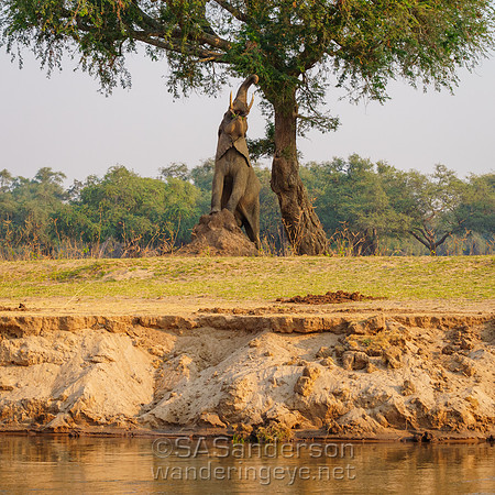 Elephant on Natural Ladder