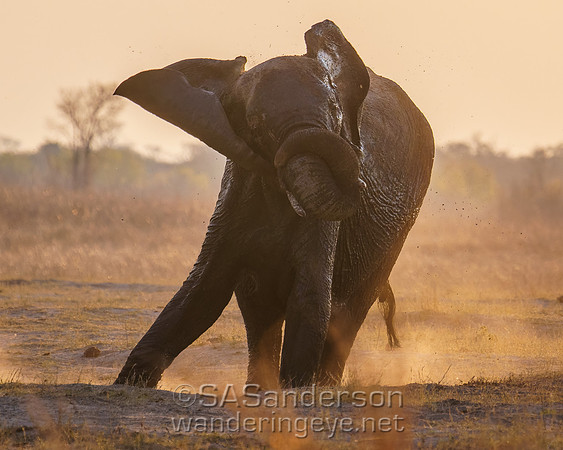 Elephant and Mud