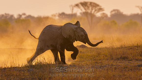Elephant and Dust