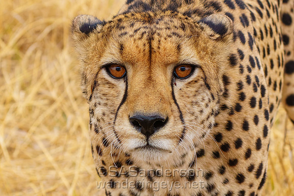 Cheetah Stare