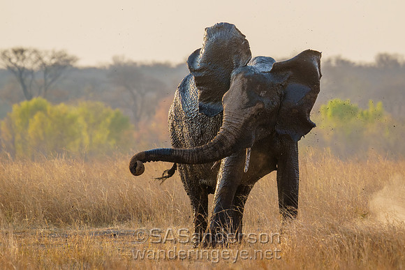 Elephant and Mud