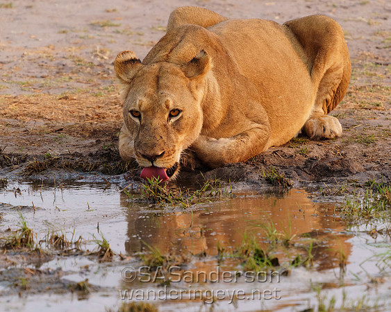 Lioness