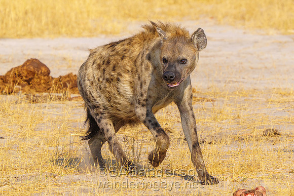 Spotted Hyena