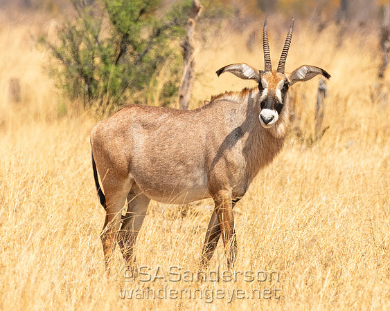 Roan Antelope