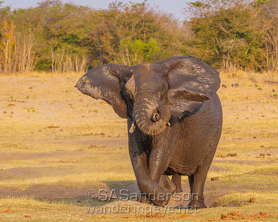 Elephant and Mud