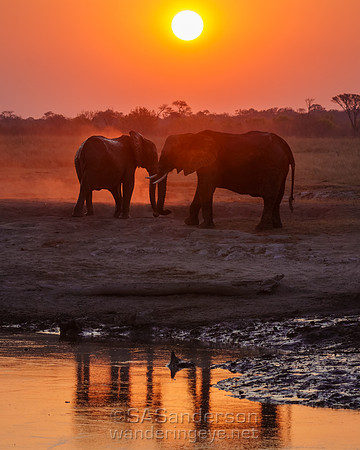 Elephants at Sunset