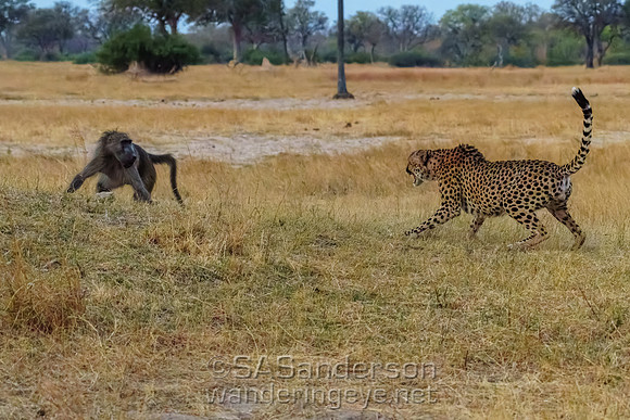 Baboon and  Cheetah Sparring