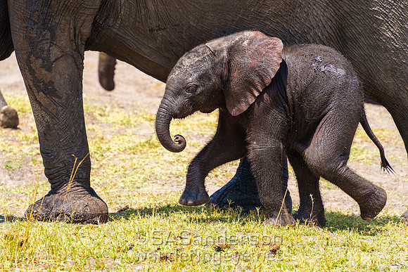 Newborn Elephant