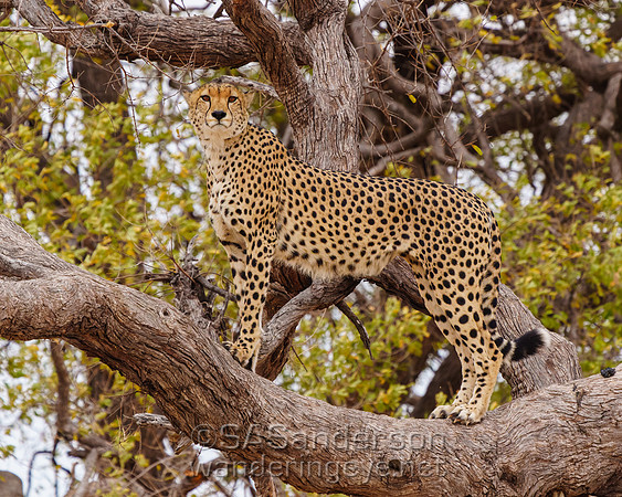 Cheetah in Tree