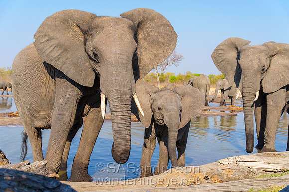 Elephants at Watering Hole