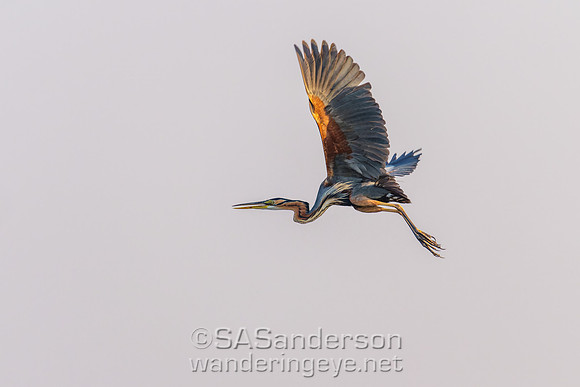 Purple Heron