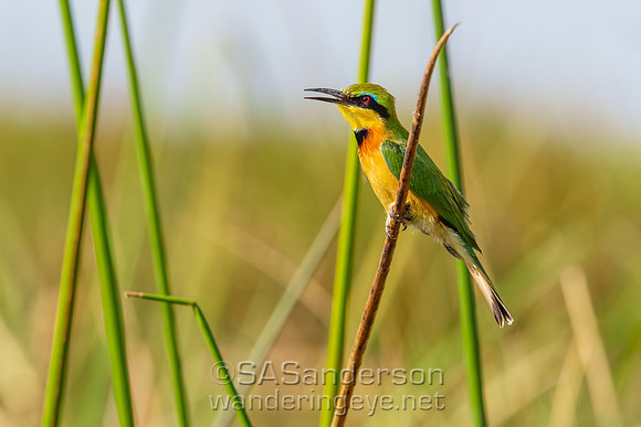 Little Bee-eater