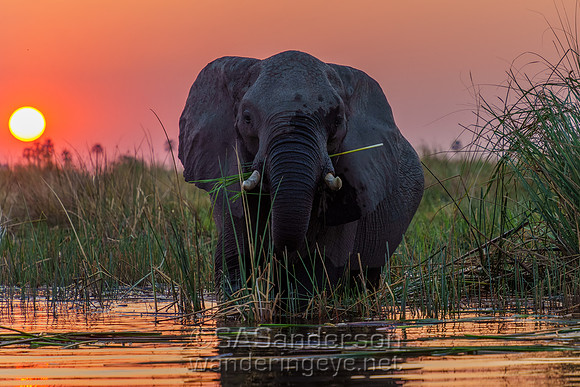 Elephant at Sunset