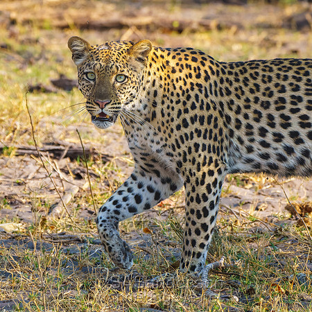Leopard