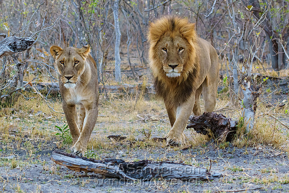 Lions in Lockstep