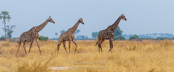 Giraffe Parade