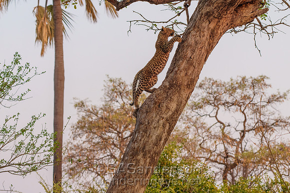 Leopard Cub Climbing Tree