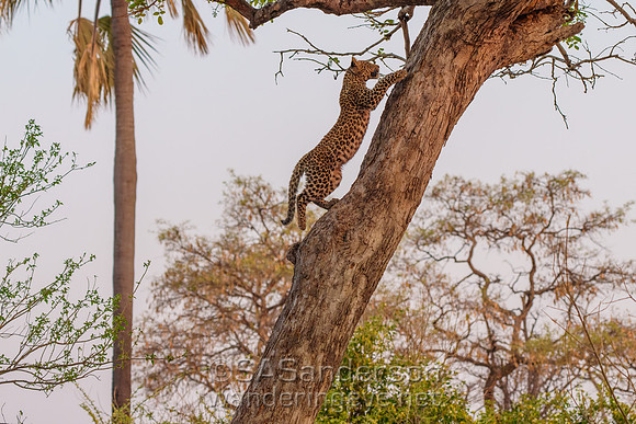 Leopard Cub Climbing Tree