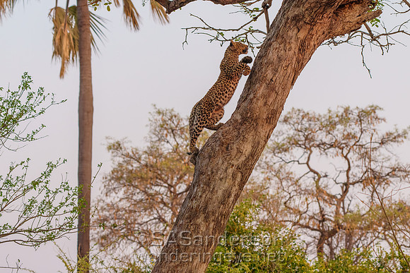 Leopard Cub Climbing Tree