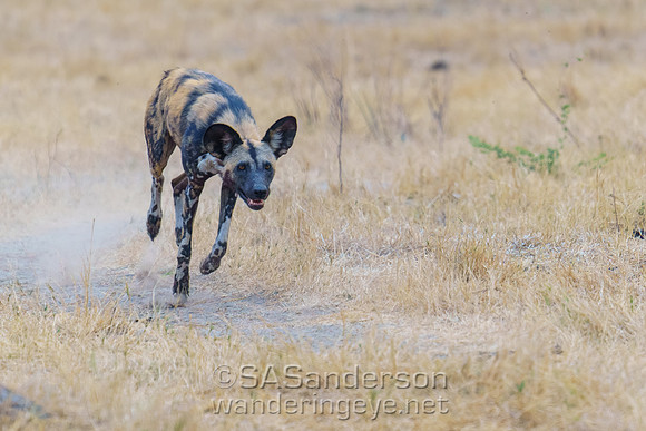 Wild Dog Running
