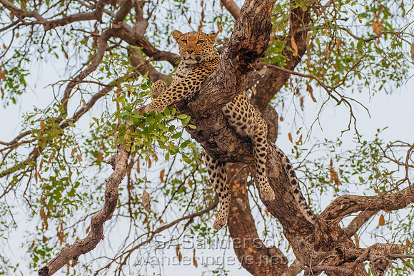 Perched Leopard