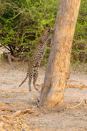 Mother Leopard Climbing