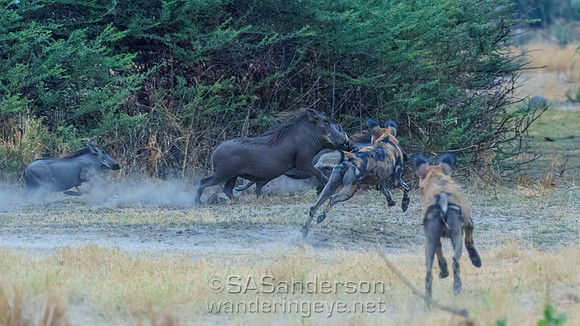 Wild Dogs Chasing Warthogs