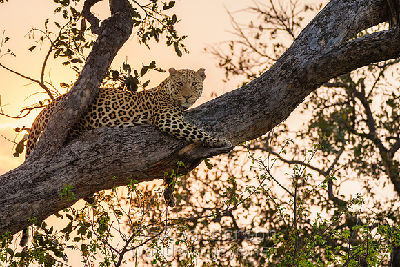 Male Leopard at Dawn