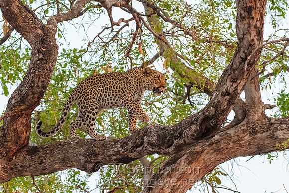 Mother Leopard