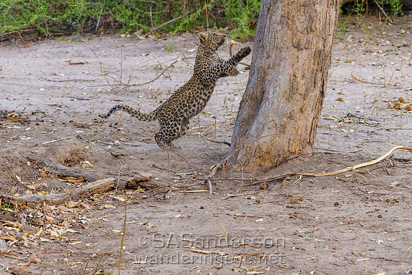 Leopard Cub Climbing Tree