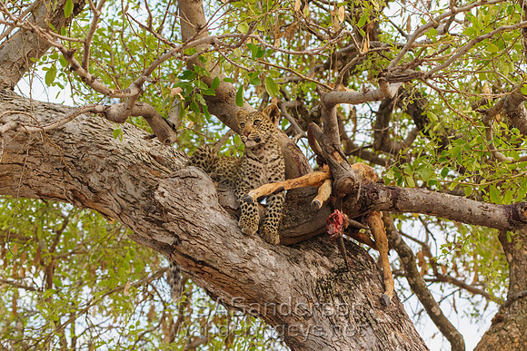 Leopard Cub and Carcass