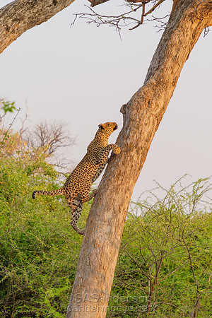 Mother Leopard Climbing