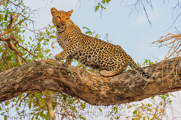 Mother Leopard